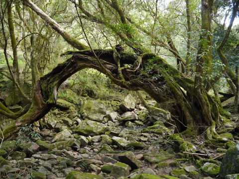 Mitchell River Walking Track - eAccommodation 0