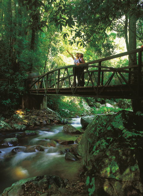 Natural Bridge Circuit, Springbrook National Park - eAccommodation 1