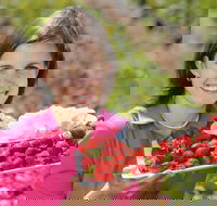 The Super Strawberry - eAccommodation