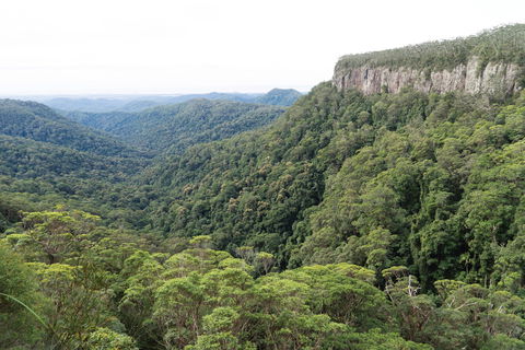 Twin Falls Circuit, Springbrook National Park - eAccommodation 1