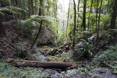 Twin Falls Circuit, Springbrook National Park - eAccommodation 2