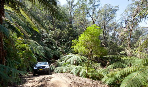 Wadbilliga Road Drive - eAccommodation 0