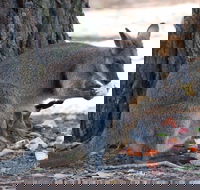 Wirrimbirra Sanctuary - eAccommodation