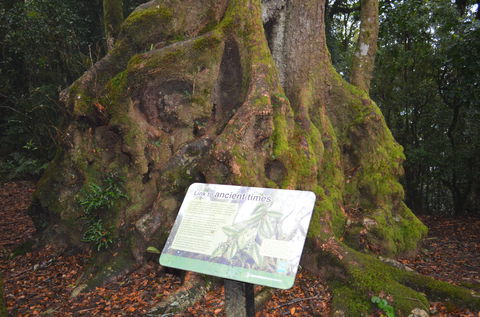 Best Of All Lookout Track, Springbrook National Park - eAccommodation 2