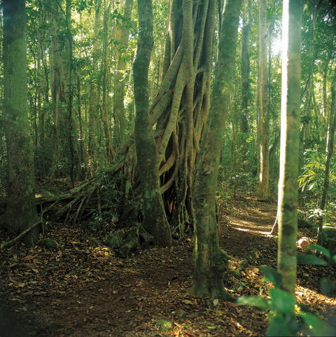 Binna Burra, Lamington National Park - eAccommodation 1