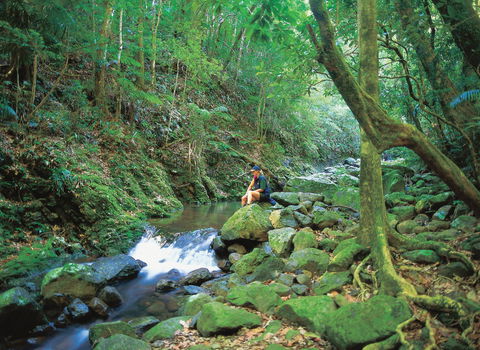 Binna Burra, Lamington National Park - eAccommodation 2