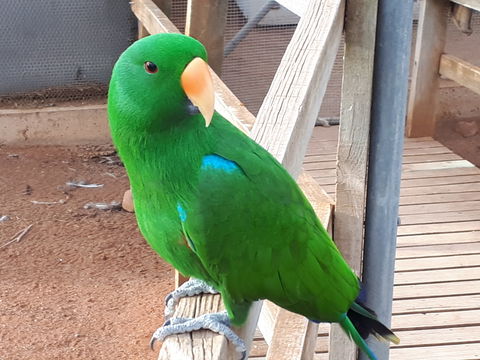 Eyre Reptile & Wildlife Park - eAccommodation 0
