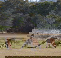Great Nature Trail - eAccommodation
