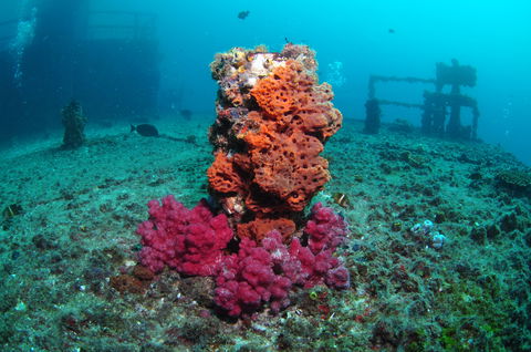 HMAS Brisbane Dive Site - eAccommodation 0