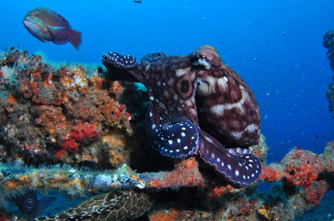 HMAS Brisbane Dive Site - eAccommodation 2