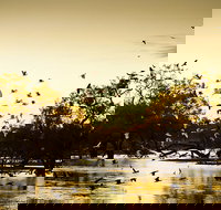 Kinchega Homestead Billabong Walk