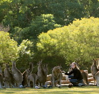Lone Pine Koala Sanctuary - eAccommodation