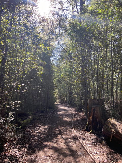 Lyrebird Circuit Walk - eAccommodation 2