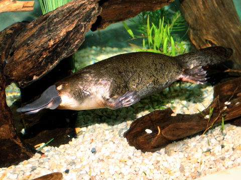 Platypus House - eAccommodation 0