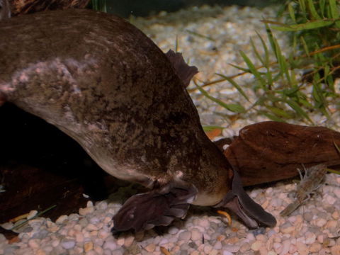 Platypus House - eAccommodation 1