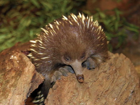 Platypus House - eAccommodation 2