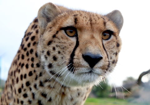 Tasmania Zoo - eAccommodation 0