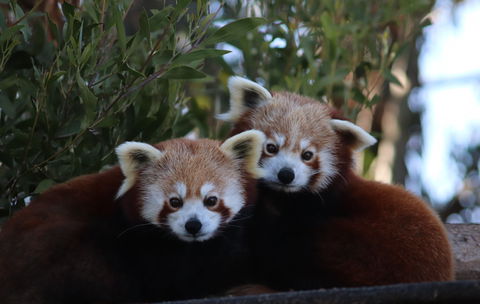 Tasmania Zoo - eAccommodation 1