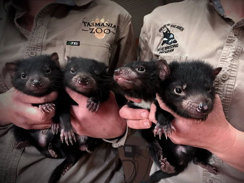 Tasmania Zoo - eAccommodation 2