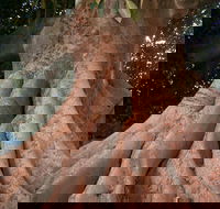 The Big Fig Tree - eAccommodation