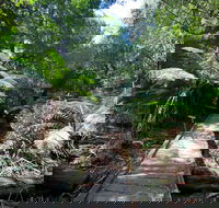 Wirrawilla Rainforest Walk - eAccommodation