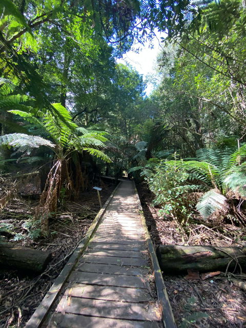 Wirrawilla Rainforest Walk - eAccommodation 0