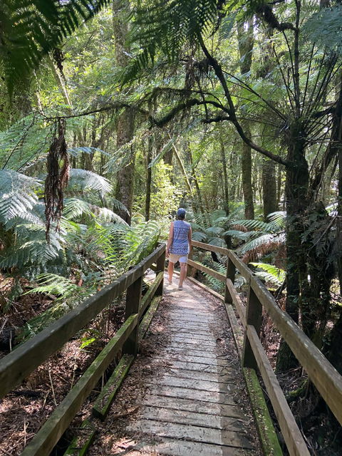 Wirrawilla Rainforest Walk - eAccommodation 2