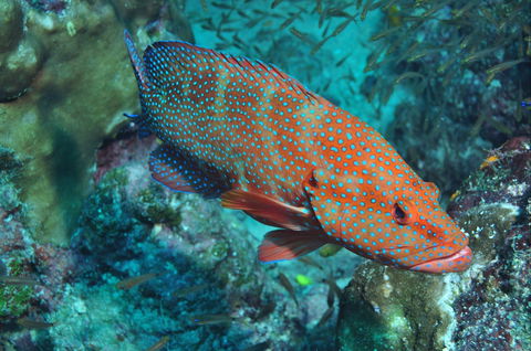 Cobia Hole Dive Site - eAccommodation 0