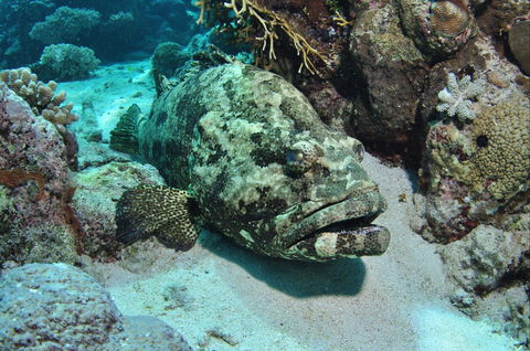 Cobia Hole Dive Site - eAccommodation 1