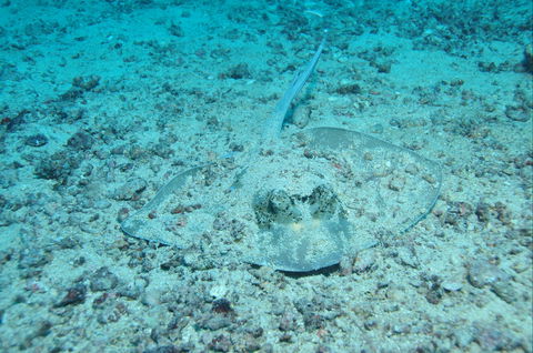 Cobia Hole Dive Site - eAccommodation 2