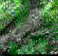 Djiru National Park - eAccommodation