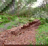 Forest Walking Track Gibraltar Range National Park - eAccommodation