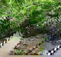 Rainforest Loop Walk Budderoo National Park - eAccommodation
