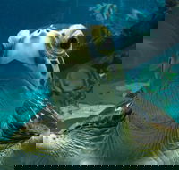 Reef HQ Aquarium - eAccommodation