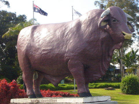 Rockhampton Bull Statues - eAccommodation 1