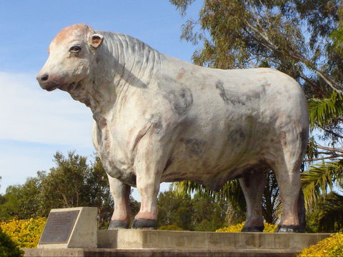 Rockhampton Bull Statues - eAccommodation 2