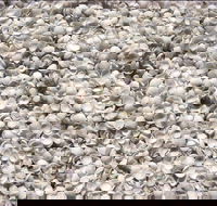 Shell Beach - eAccommodation