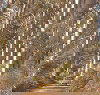 The Great Forest Trees Drive - eAccommodation