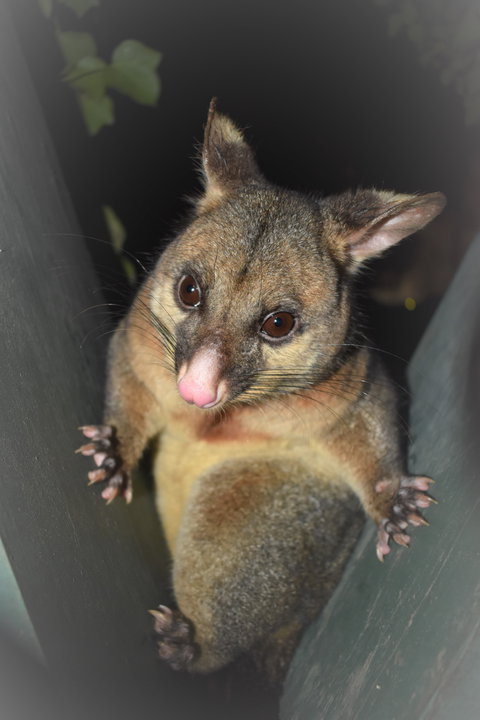 Umpherston Possum Tours - eAccommodation 1