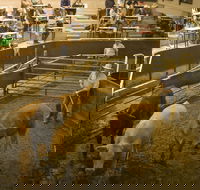 Wagga Wagga Livestock Marketing Centre - eAccommodation