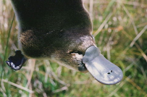 Warrawong Wildlife Sanctuary - eAccommodation 0