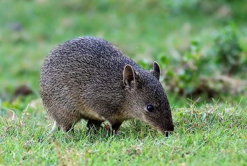 Warrawong Wildlife Sanctuary - eAccommodation 1