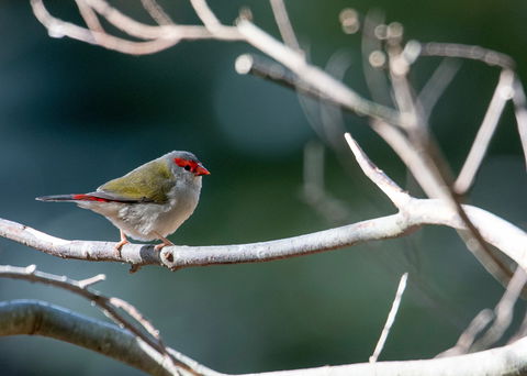 Warrawong Wildlife Sanctuary - eAccommodation 2