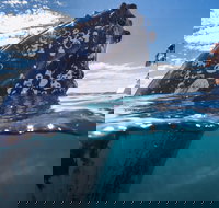 Whale Watching - eAccommodation