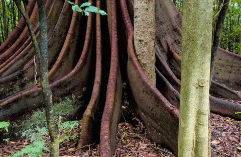 Wingham Brush Nature Reserve - eAccommodation 0
