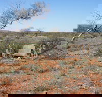 Winnecke Goldfield Cemetery - eAccommodation
