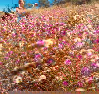 Wineries and Wildflowers - eAccommodation