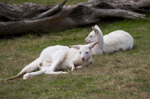 Yarra Valley Nocturnal Zoo - eAccommodation 0
