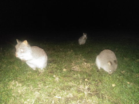 Yarra Valley Nocturnal Zoo - eAccommodation 2