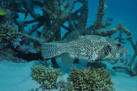 Beaver Reef Dive Site - eAccommodation 1